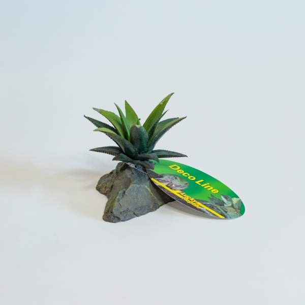 Lucky Reptile Sukkulente